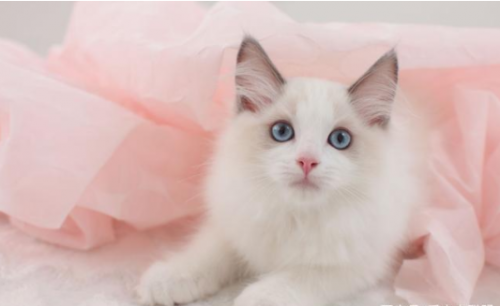 萌宠小知识布偶猫的正确打开方式主人们应掌握的几种饲养方法