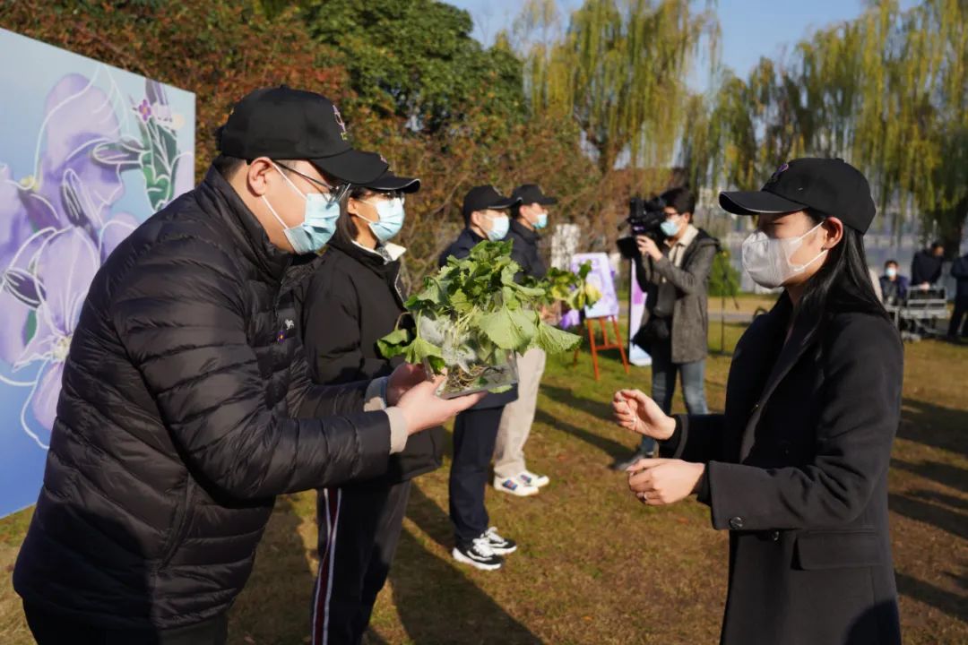 紫金草行动再出发和平之花延绵不绝